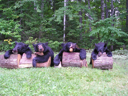Blackbears005