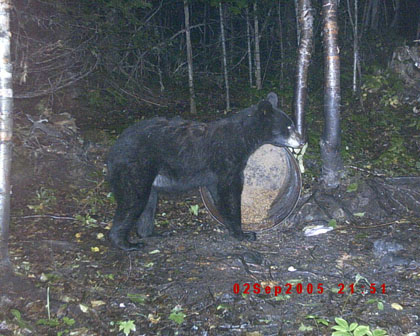beartrailcam