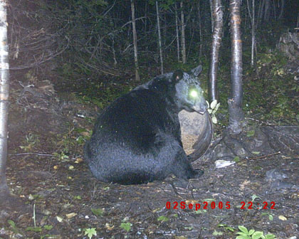 beartrailcamera