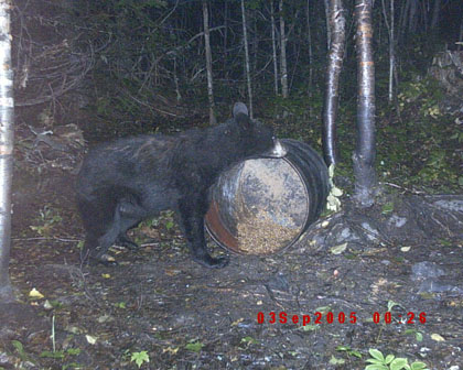 blackbearbait