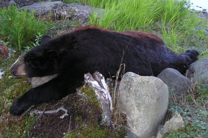 colorphasebear2005