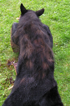 mainebearback