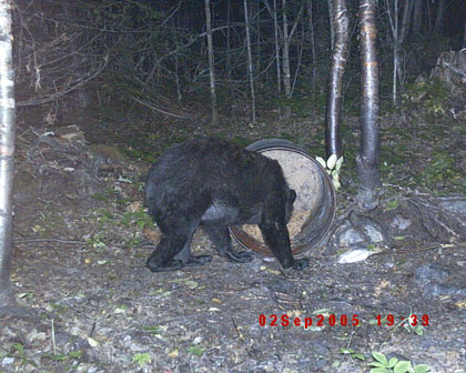 trail-cam