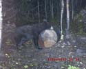 blackbearbait