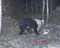 trail-cam