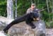 Maine Black Bear Hunt 2008 (36)