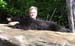 Maine Black Bear Hunt 2008 (60)