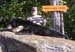 Maine Black Bear Hunt 2008 (66)