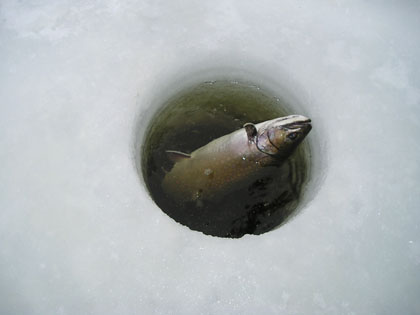 brooktrout
