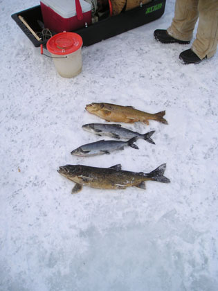 icefishingcatch