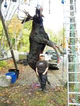 hangingmoose