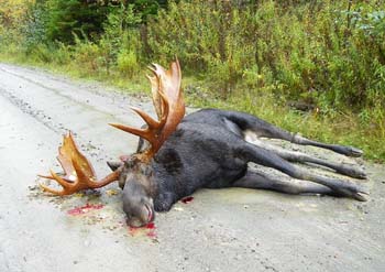 huge_moose