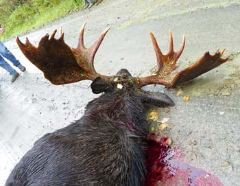 moose2009