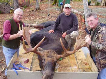 mooseantlers