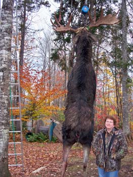 moosemaine