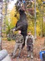 Trophy Maine Moose #1927922