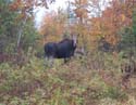 Trophy Maine Moose #1927928