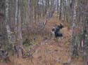 Trophy Maine Moose #192792E