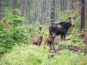 Trophy Maine Moose #1927937
