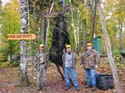 Trophy Maine Moose #192794F