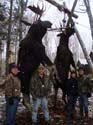 Trophy Maine Moose #1927967