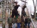 Trophy Maine Moose #192796A