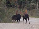 Trophy Maine Moose #192796D