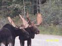 Trophy Maine Moose #1927976