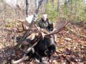 Trophy Maine Moose #1927988