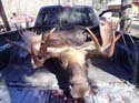 Trophy Maine Moose #1927991