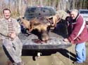Trophy Maine Moose #1927994
