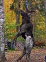 Trophy Maine Moose #192799A