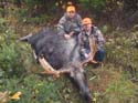 Trophy Maine Moose #19279AC