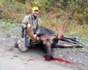 maine_moose