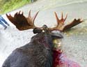 moose2009