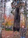 moosemaine