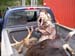 huntingmoose