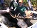 mainemoosehunters