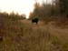 moose-herd