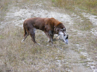 birddog