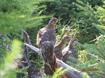 grouse