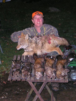 maine-coyote