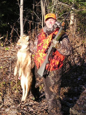 mainecoyote
