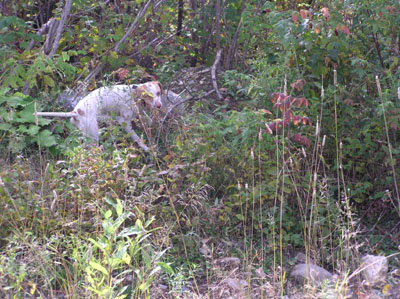 englishpointer