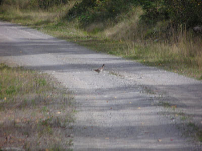 grousehunting