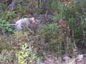 englishpointer
