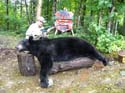 Trophy Bear over Bait