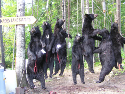 mainebearhunt_18