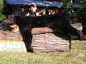 blackbearhunts