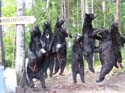 mainebearhunt_18